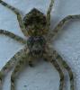 Philodromus buxi